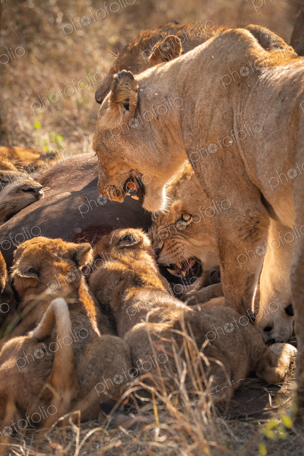 Lion, Panthera leo, displaying a threatening snarl.