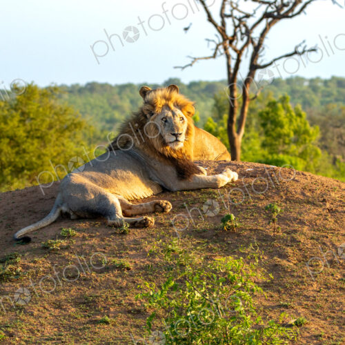 Lion, Panthera leo, female and male resting together. Lion, Panthera leo, female and male resting together.