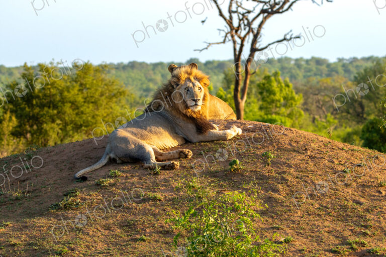 Lion, Panthera leo, female and male resting together.