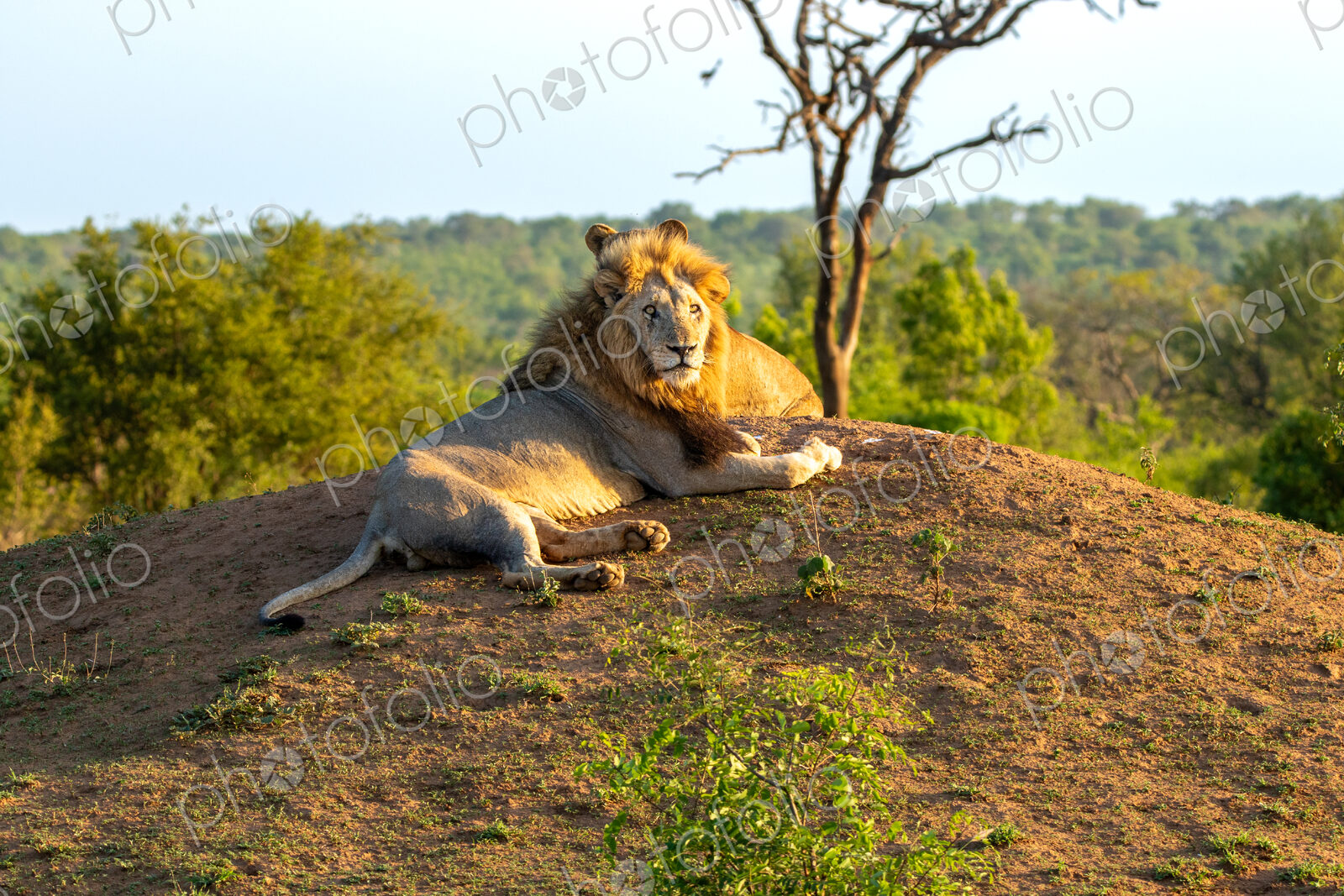 Lion, Panthera leo, female and male resting together.