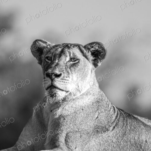 Lion, Panthera leo, female portrait close-up, in black and white. Lion, Panthera leo, female portrait close-up, in black and white.