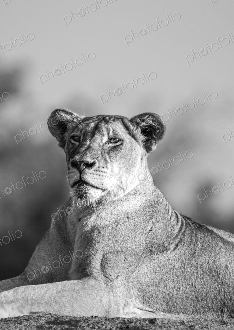Lion, Panthera leo, female portrait close-up, in black and white.