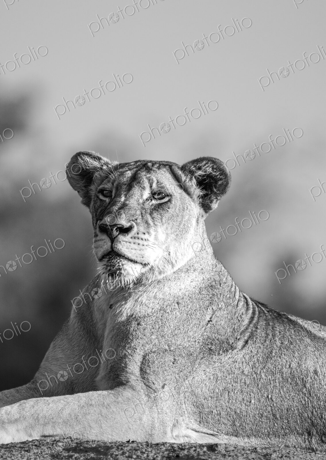 Lion, Panthera leo, female portrait close-up, in black and white.