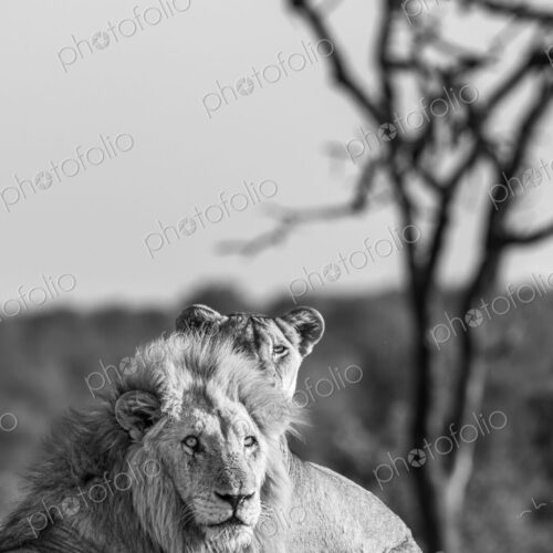 Lion, Panthera leo, female resting beside adult male, in black and white. Lion, Panthera leo, female resting beside adult male, in black and white.