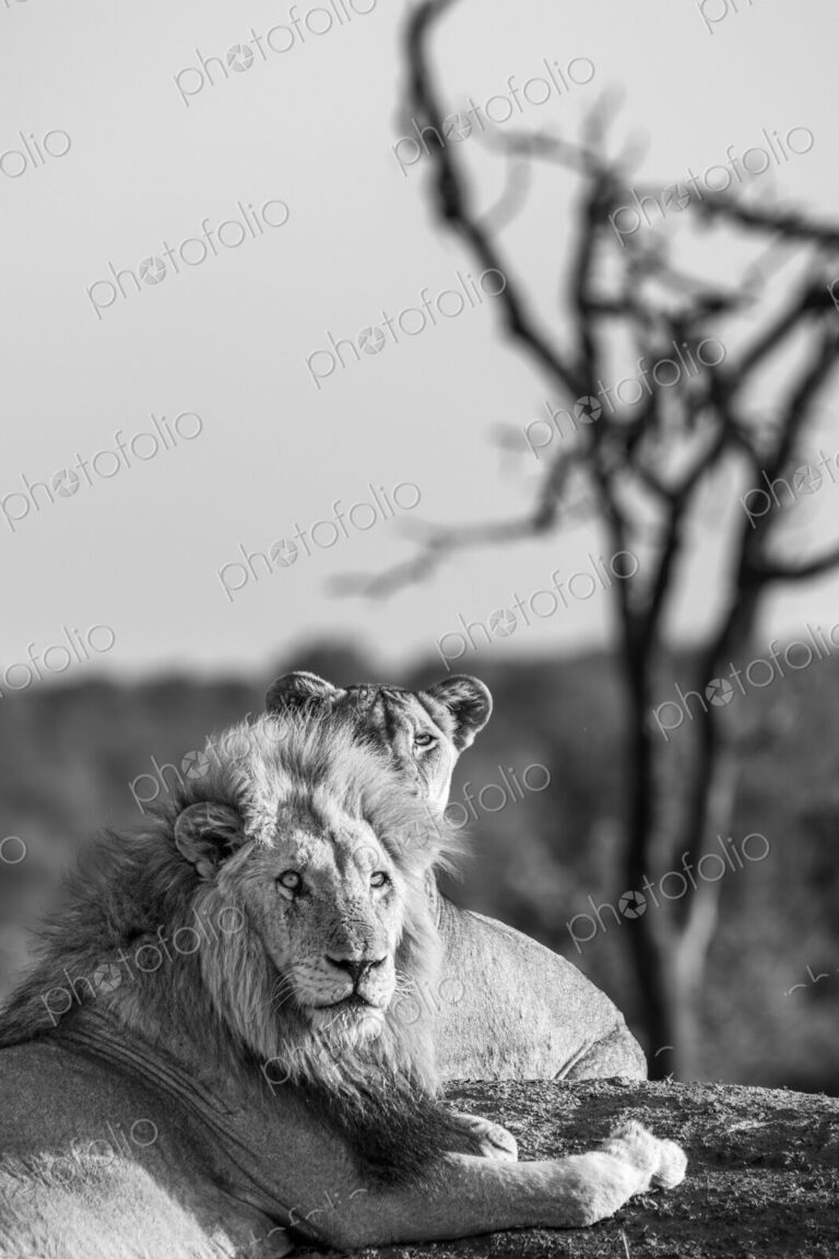 Lion, Panthera leo, female resting beside adult male, in black and white.