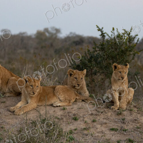 Lion, Panthera leo, four lion cubs on a termite mound. Lion, Panthera leo, four lion cubs on a termite mound.