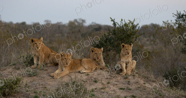 Lion, Panthera leo, four lion cubs on a termite mound.