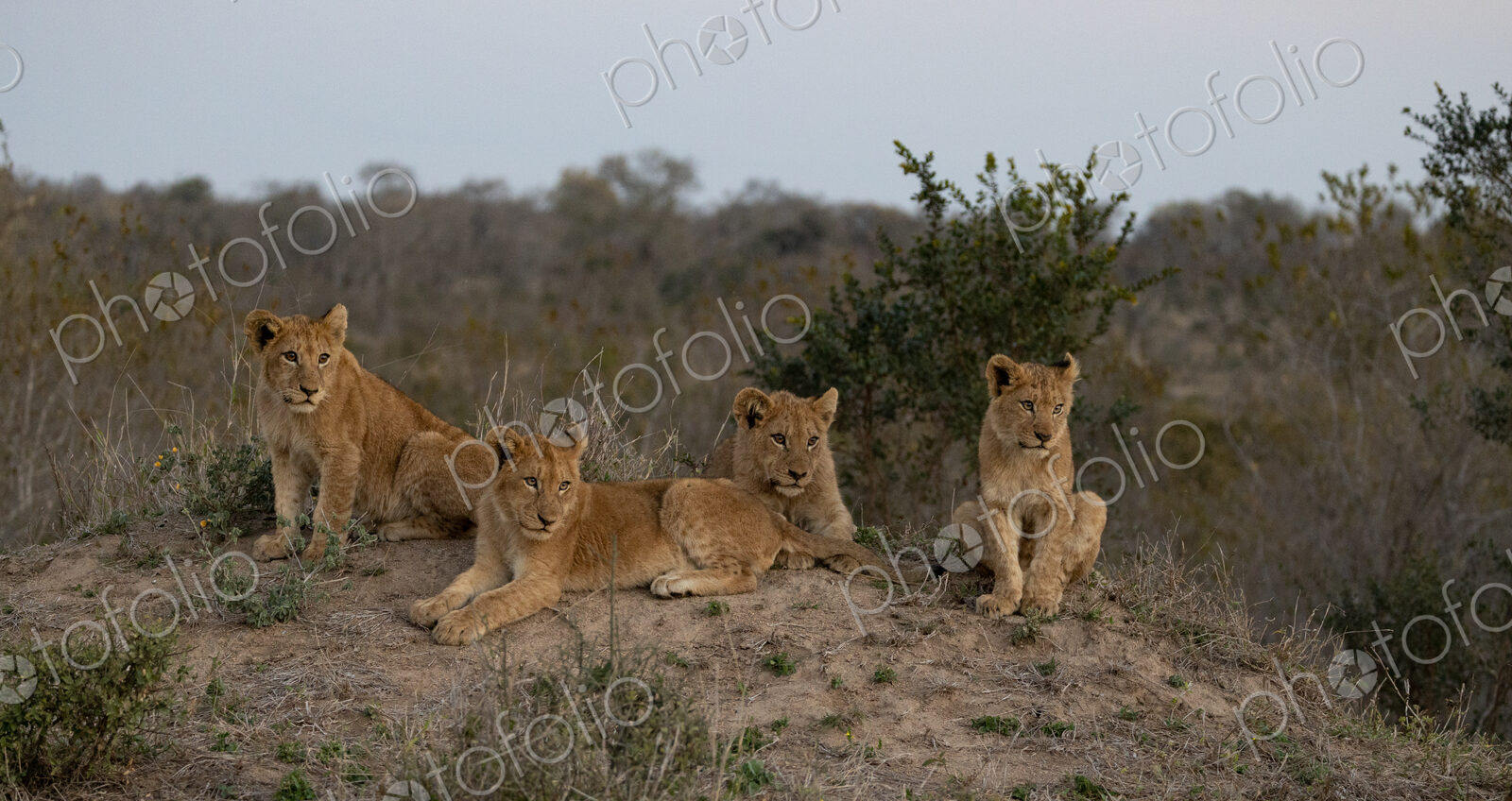 Lion, Panthera leo, four lion cubs on a termite mound.