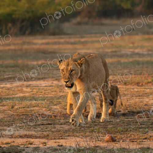 Lion, Panthera leo, growling lioness and cubs.