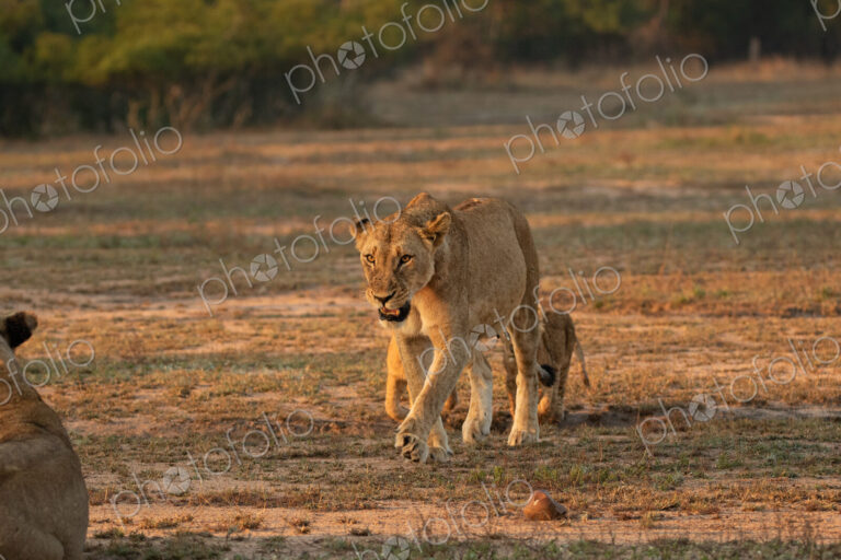 Lion, Panthera leo, growling lioness and cubs.