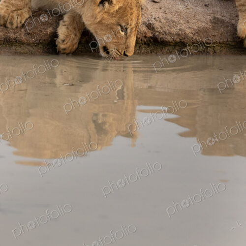 Lion, Panthera leo, lion cub drinking from a water hole. Lion, Panthera leo, lion cub drinking from a water hole.