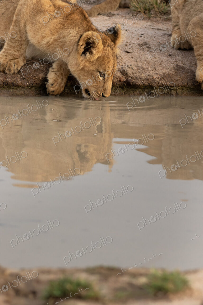 Lion, Panthera leo, lion cub drinking from a water hole.