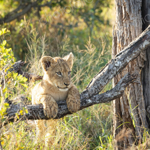 Lion, Panthera leo, lion cub lying on a tree branch.