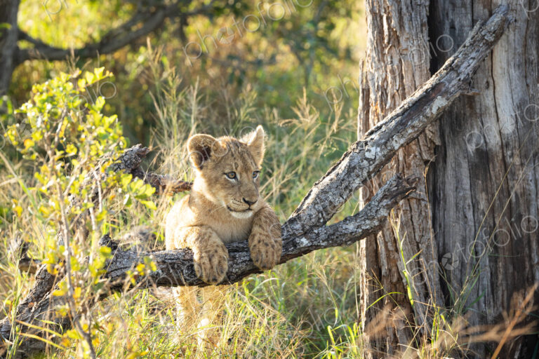Lion, Panthera leo, lion cub lying on a tree branch.