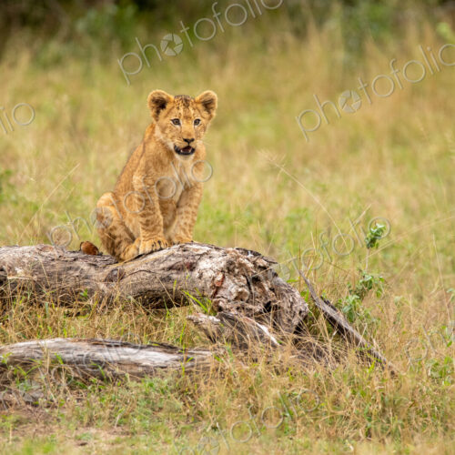 Lion, Panthera leo, lion cub sitting on a log. Lion, Panthera leo, lion cub sitting on a log.
