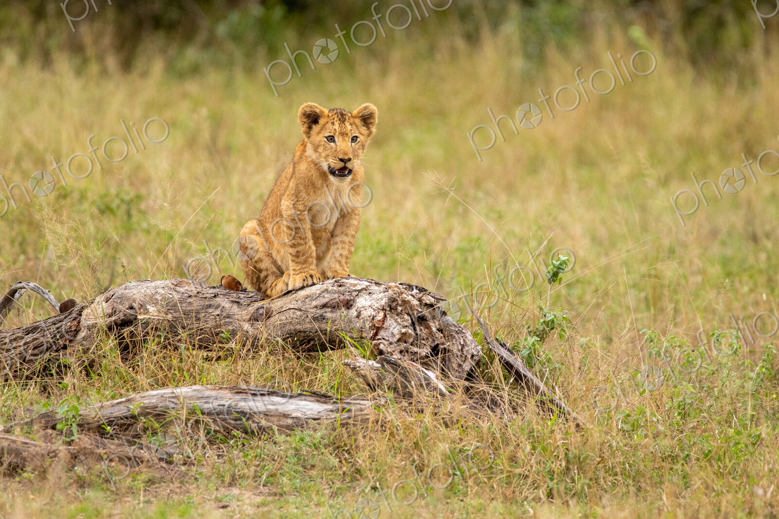 Lion, Panthera leo, lion cub sitting on a log.