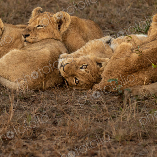 Lion, Panthera leo, lion cubs cuddling on grass.