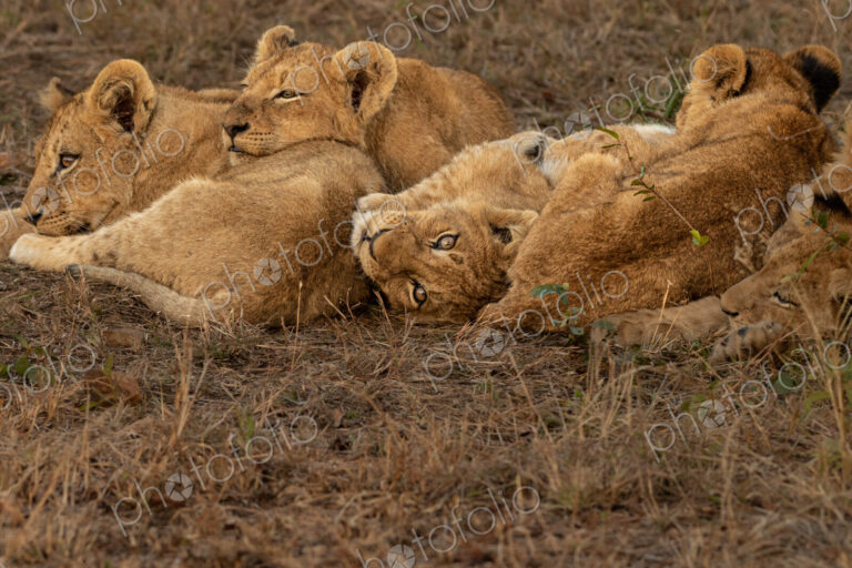 Lion, Panthera leo, lion cubs cuddling on grass.