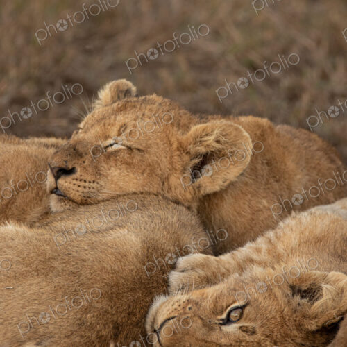 Lion, Panthera leo, lion cubs sleeping.