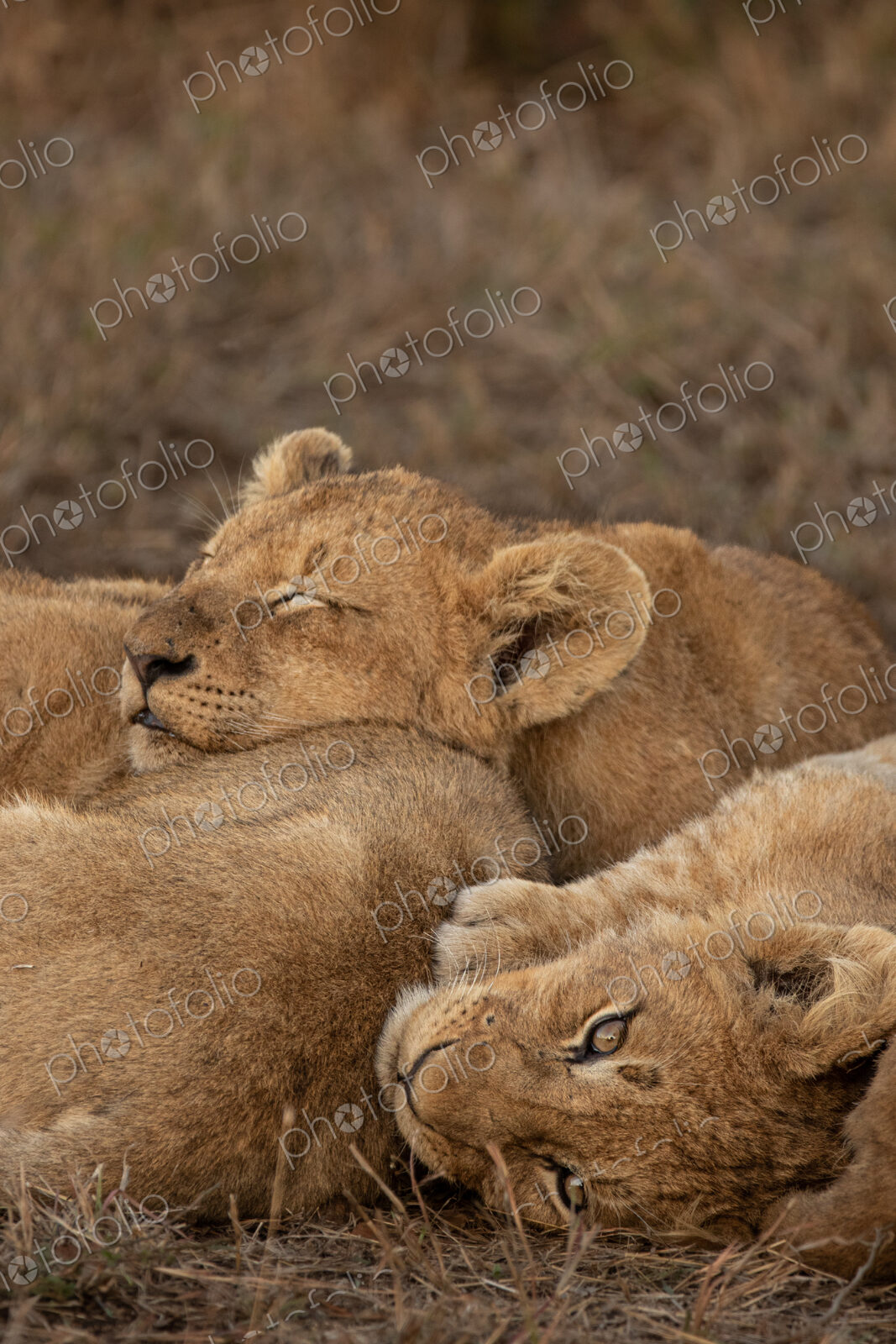 Lion, Panthera leo, lion cubs sleeping.