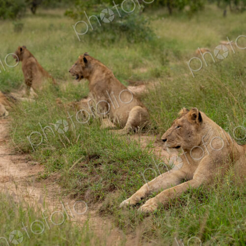 Lion, Panthera leo, lion pride resting. Lion, Panthera leo, lion pride resting.