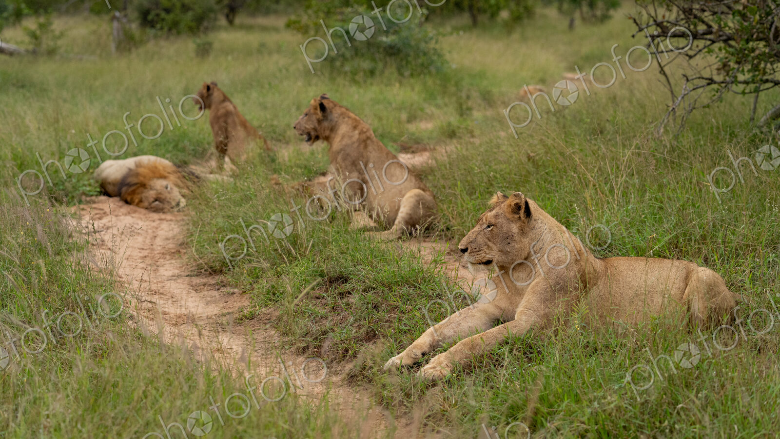 Lion, Panthera leo, lion pride resting.