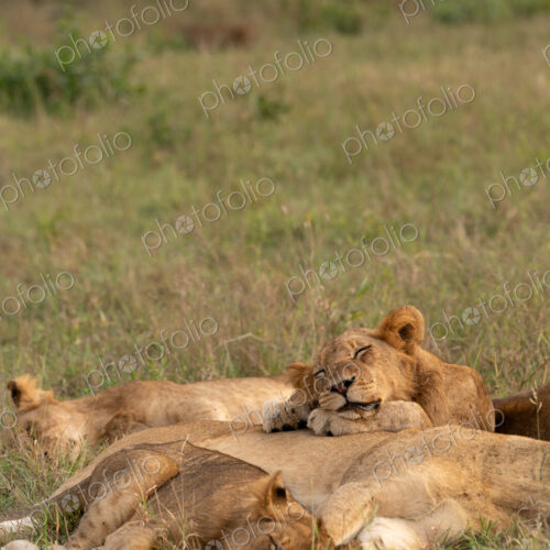 Lion, Panthera leo, lion pride resting. Lion, Panthera leo, lion pride resting.