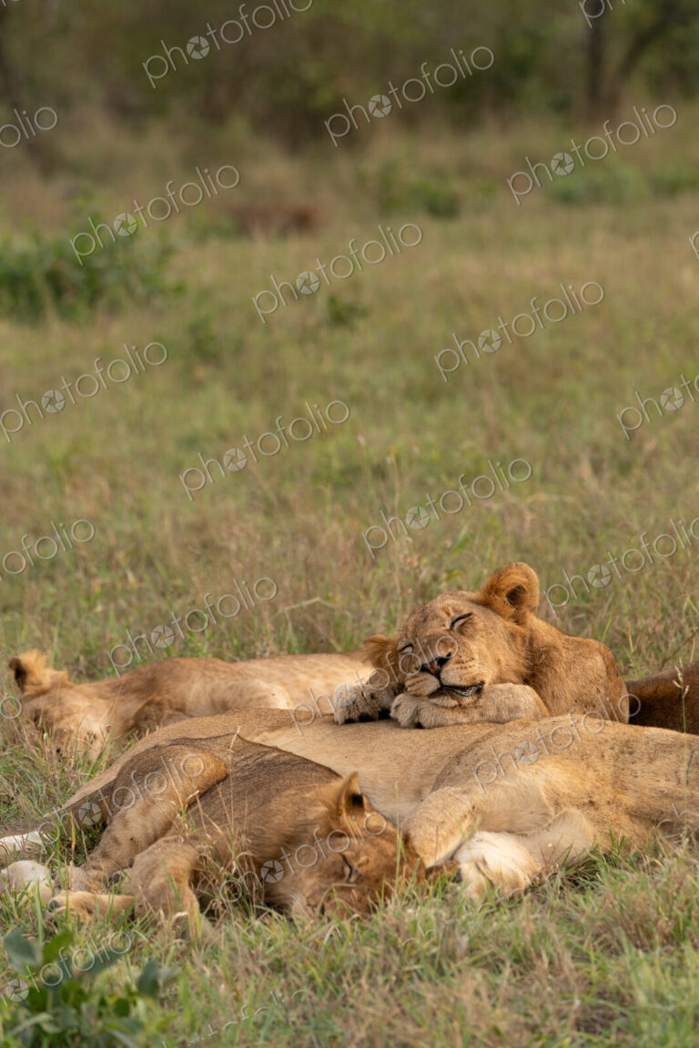 Lion, Panthera leo, lion pride resting.