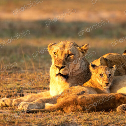 Lion, Panthera leo, lioness and cub. Lion, Panthera leo, lioness and cub.