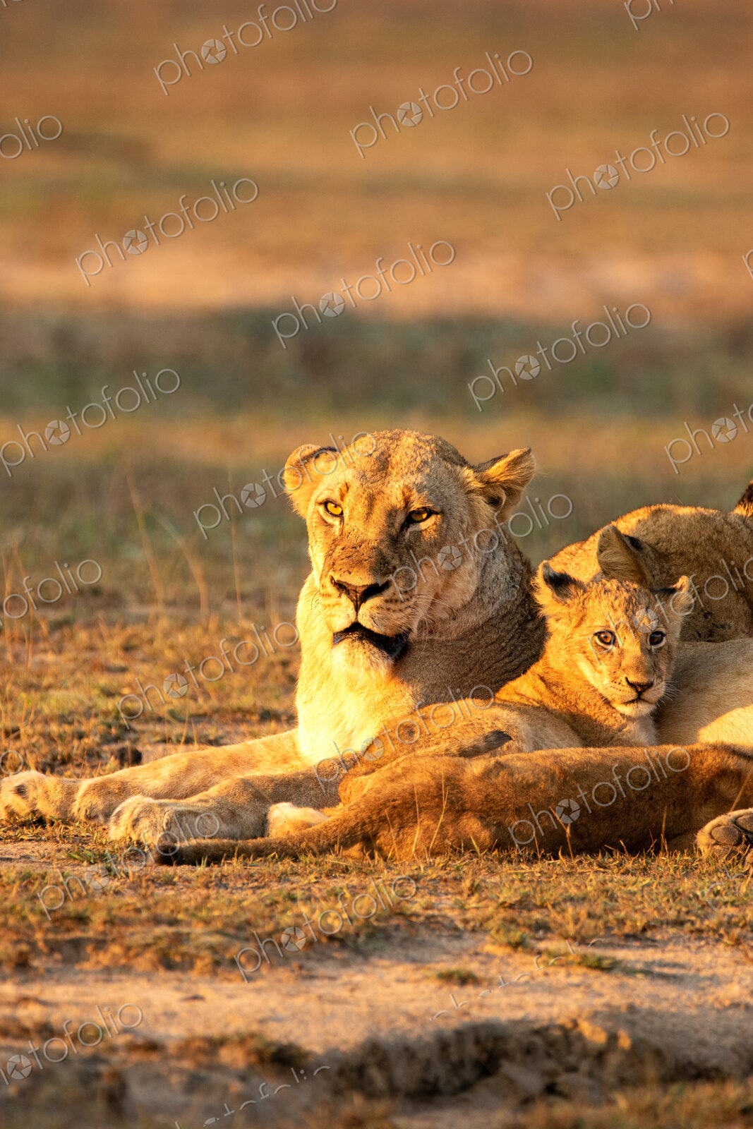 Lion, Panthera leo, lioness and cub.
