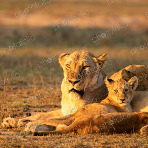 Lion, Panthera leo, lioness and cub.