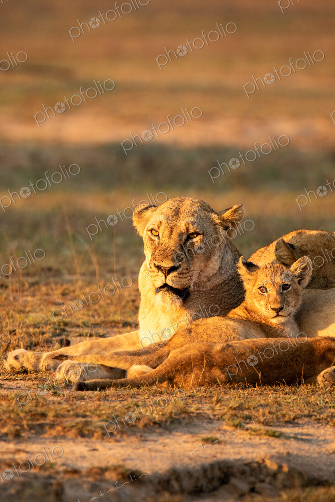 Lion, Panthera leo, lioness and cub.