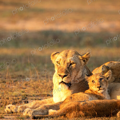 Lion, Panthera leo, lioness and cub. Lion, Panthera leo, lioness and cub.