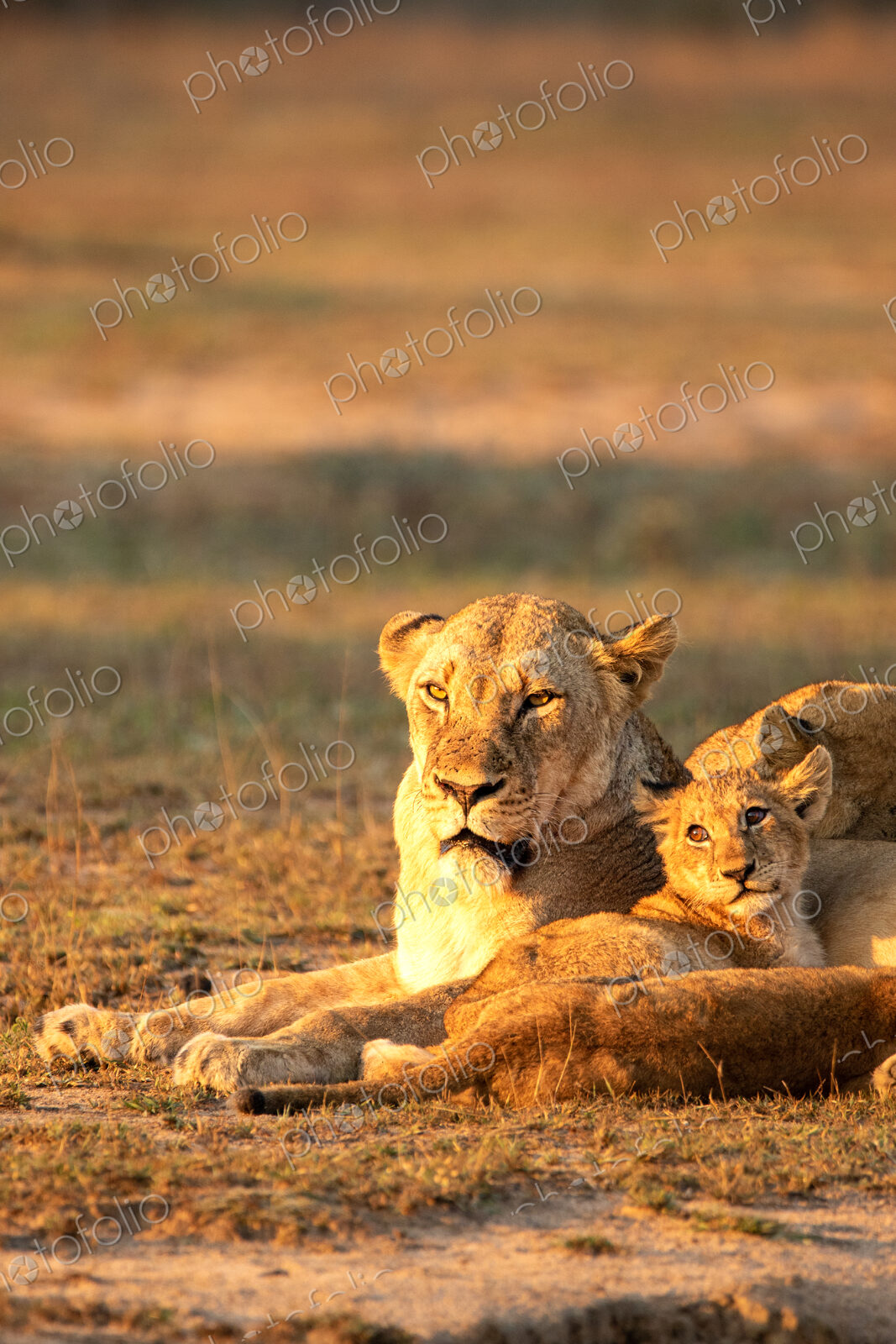 Lion, Panthera leo, lioness and cub.