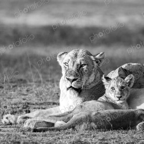 Lion, Panthera leo, lioness and cub, in black and white. Lion, Panthera leo, lioness and cub, in black and white.