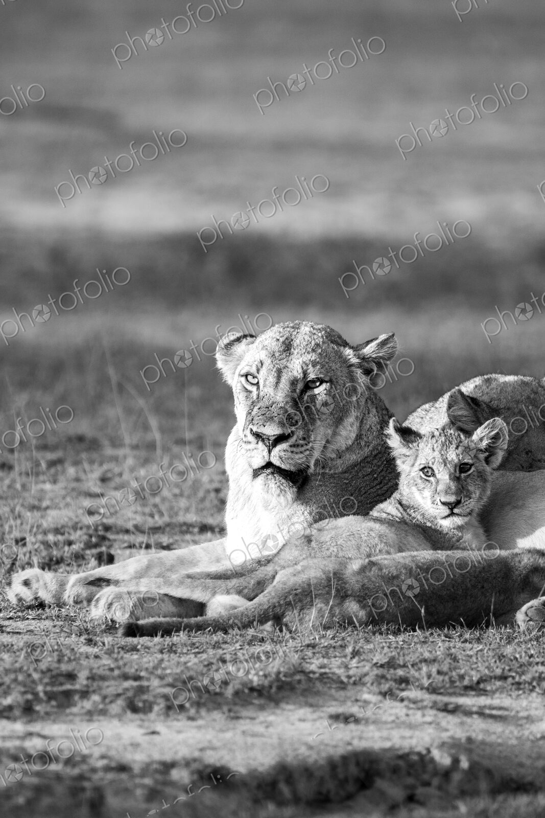 Lion, Panthera leo, lioness and cub, in black and white.