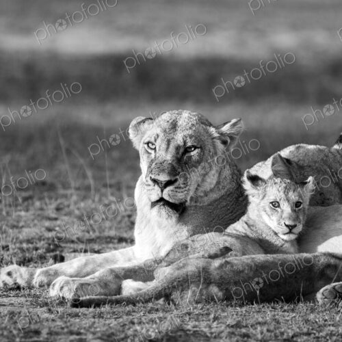 Lion, Panthera leo, lioness and cub, in black and white.