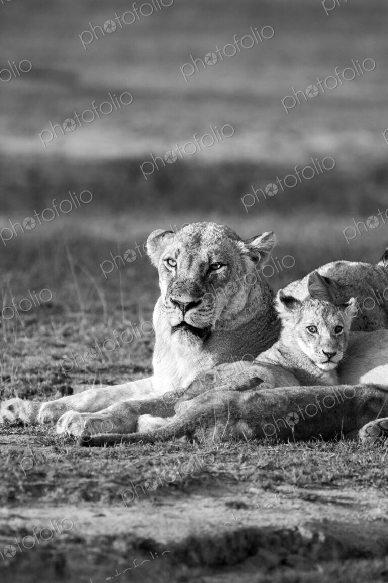 Lion, Panthera leo, lioness and cub, in black and white.