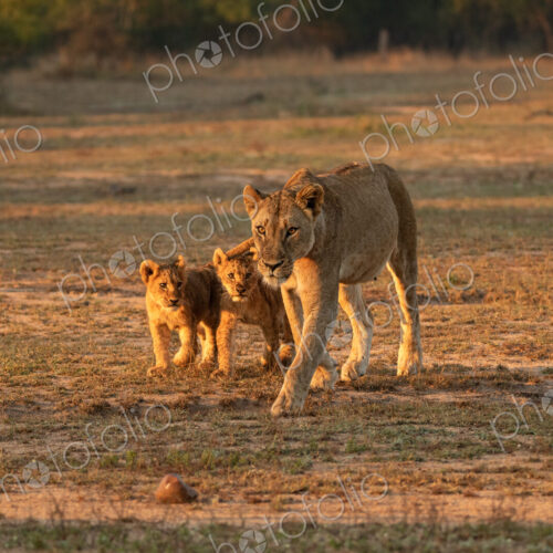 Lion, Panthera leo, lioness and two cubs walking. Lion, Panthera leo, lioness and two cubs walking.