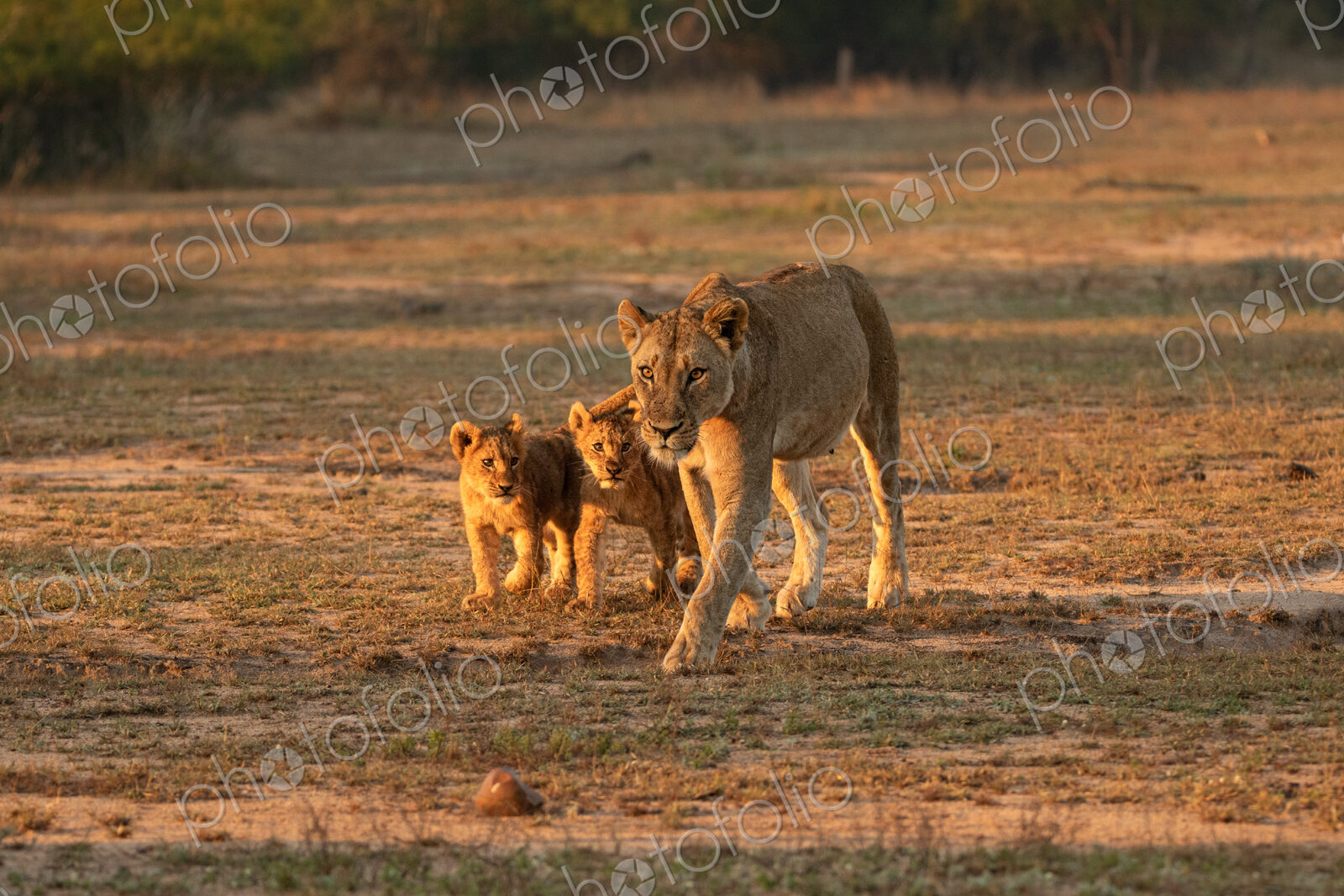 Lion, Panthera leo, lioness and two cubs walking.