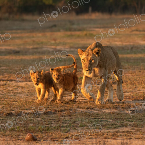 Lion, Panthera leo, lioness and two cubs walking.