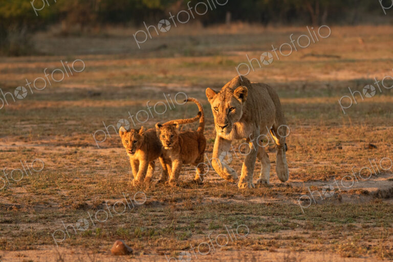 Lion, Panthera leo, lioness and two cubs walking.