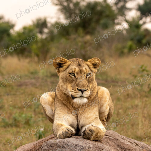 Lion, Panthera leo, lioness lying on a bolder.