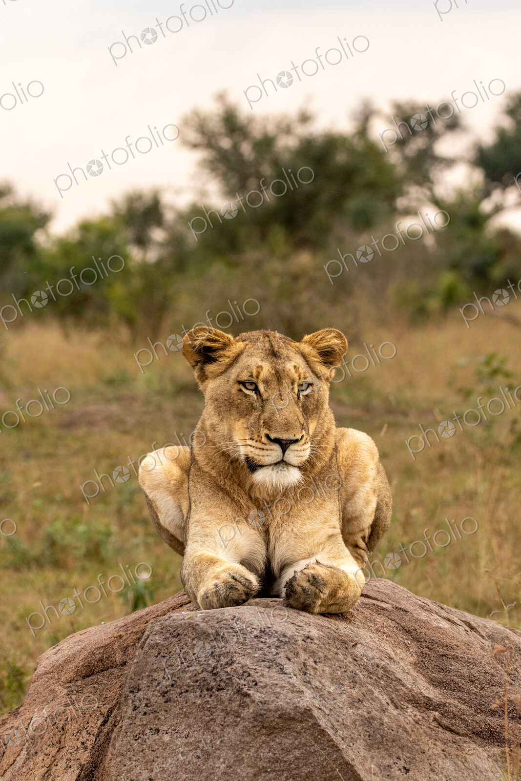 Lion, Panthera leo, lioness lying on a bolder.