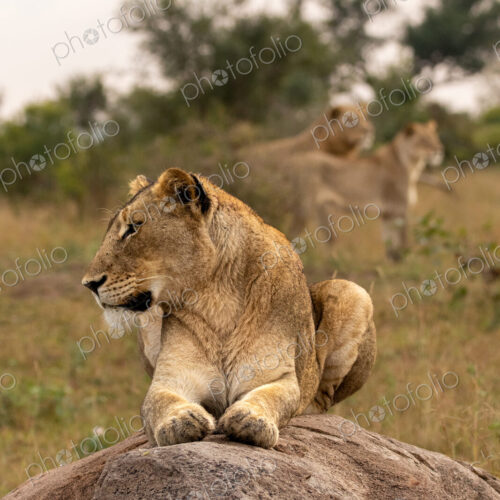Lion, Panthera leo, lioness lying on a bolder.