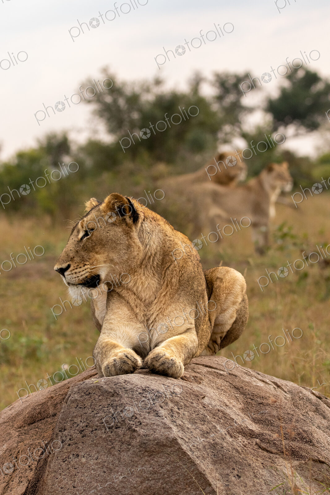 Lion, Panthera leo, lioness lying on a bolder.
