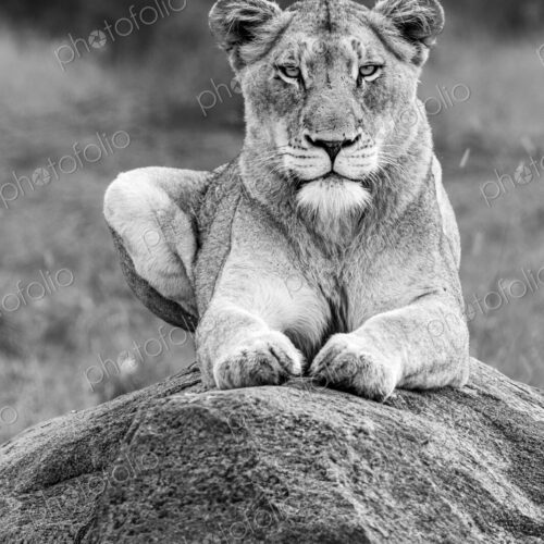 Lion, Panthera leo, lioness lying on a bolder, direct gaze, in black and white. Lion, Panthera leo, lioness lying on a bolder, direct gaze, in black and white.