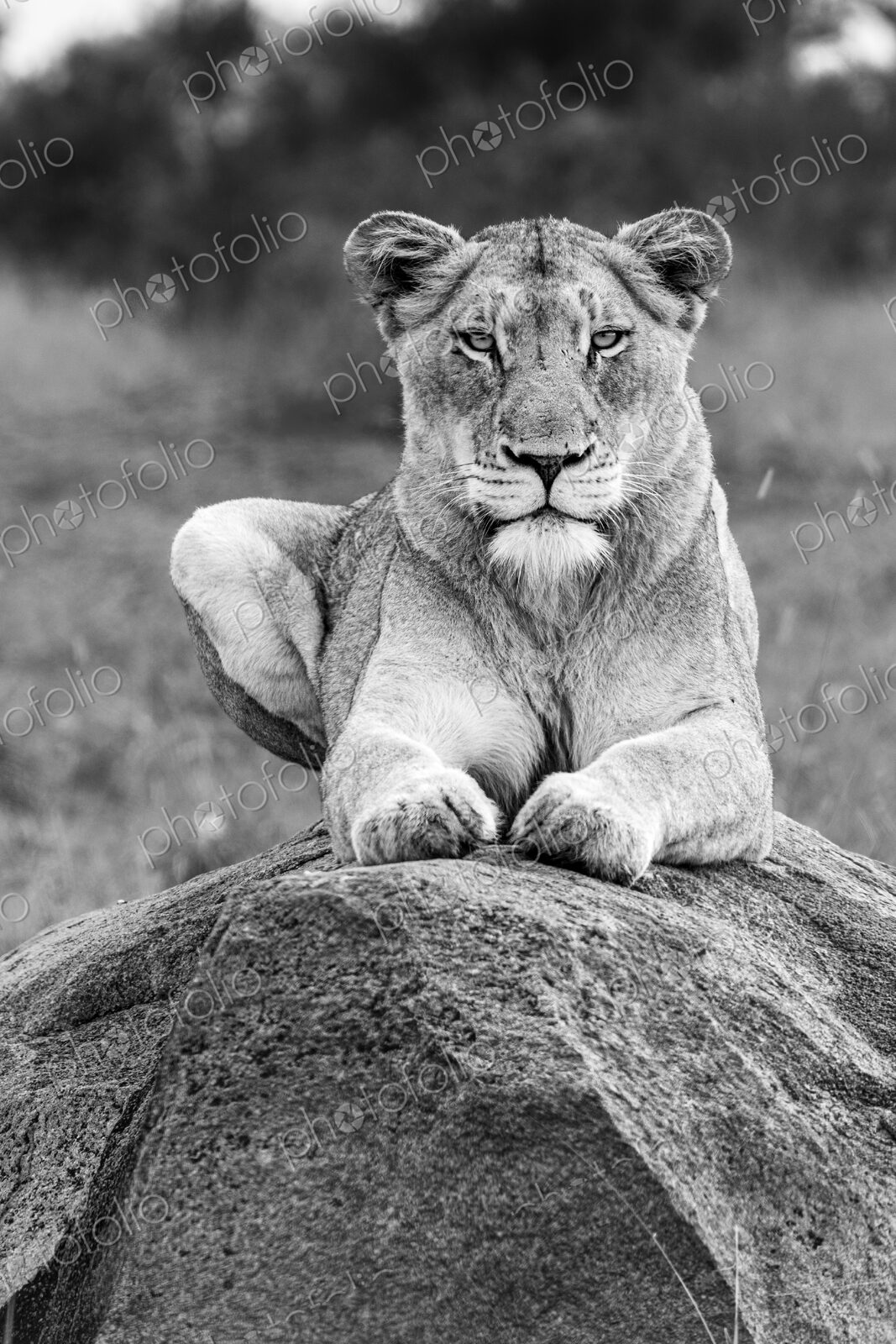 Lion, Panthera leo, lioness lying on a bolder, direct gaze, in black and white.