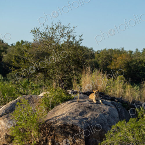 Lion, Panthera leo, lioness lying on a rock.