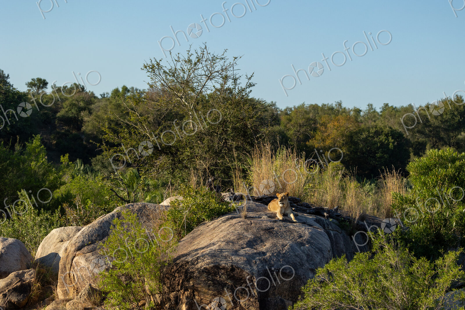 Lion, Panthera leo, lioness lying on a rock.